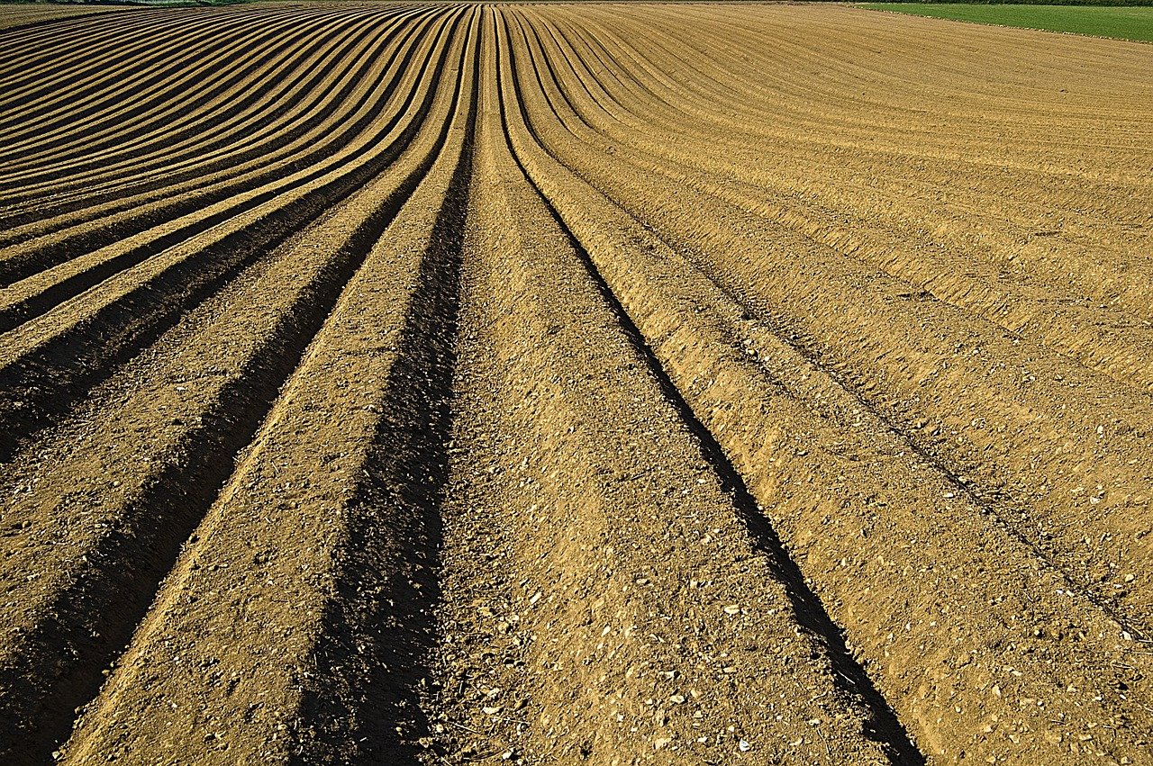 crop, furrows, soil